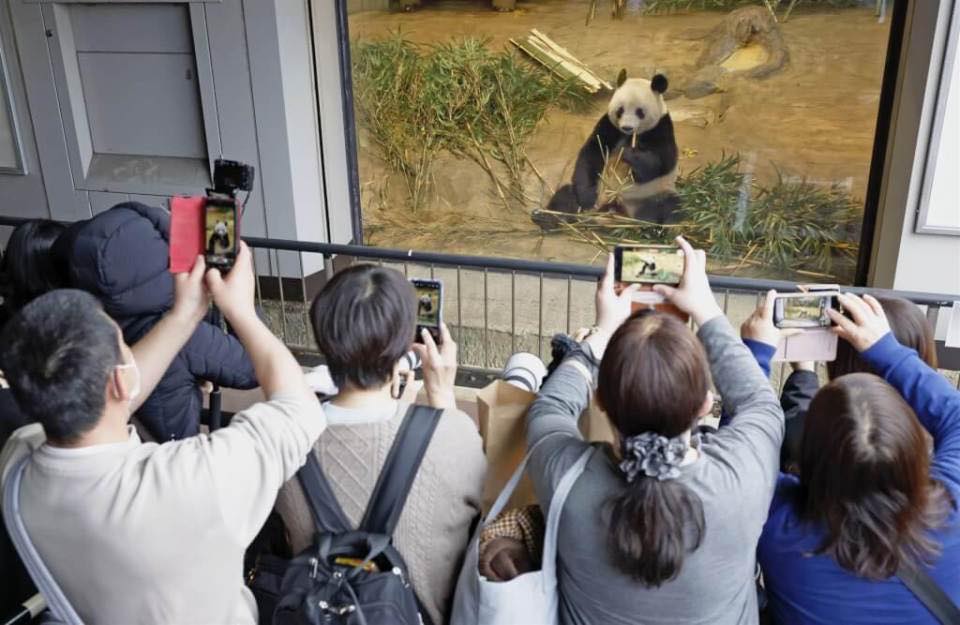 世界各地動物園把貓熊還給中國