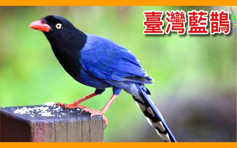 觀察台灣藍鵲家族群居生活的啟示